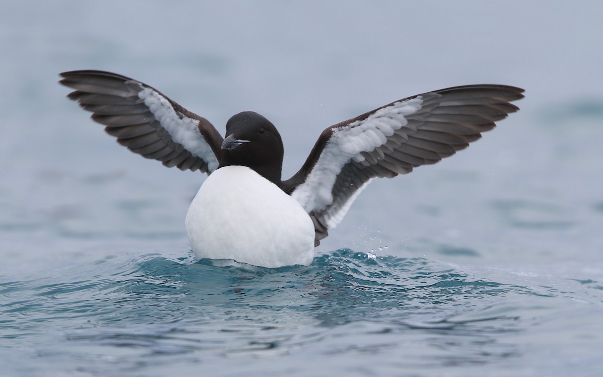 Thick-billed Murre - ML63883761