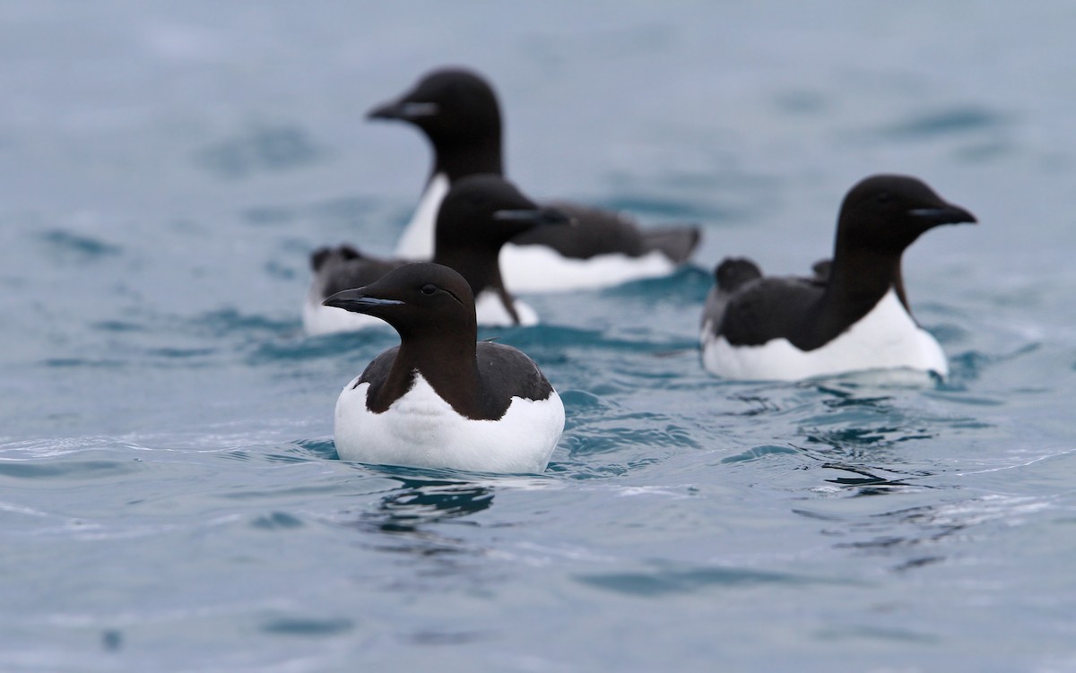 Thick-billed Murre - ML63883771