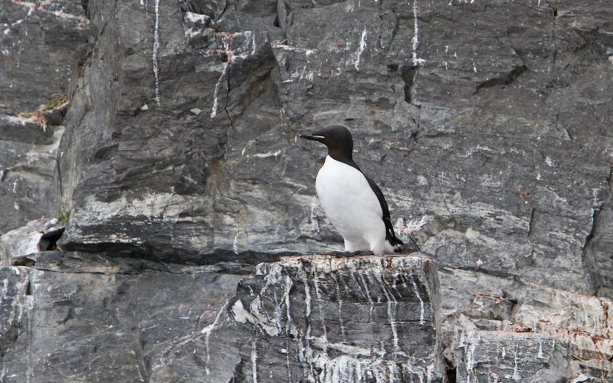 Thick-billed Murre - ML63883781