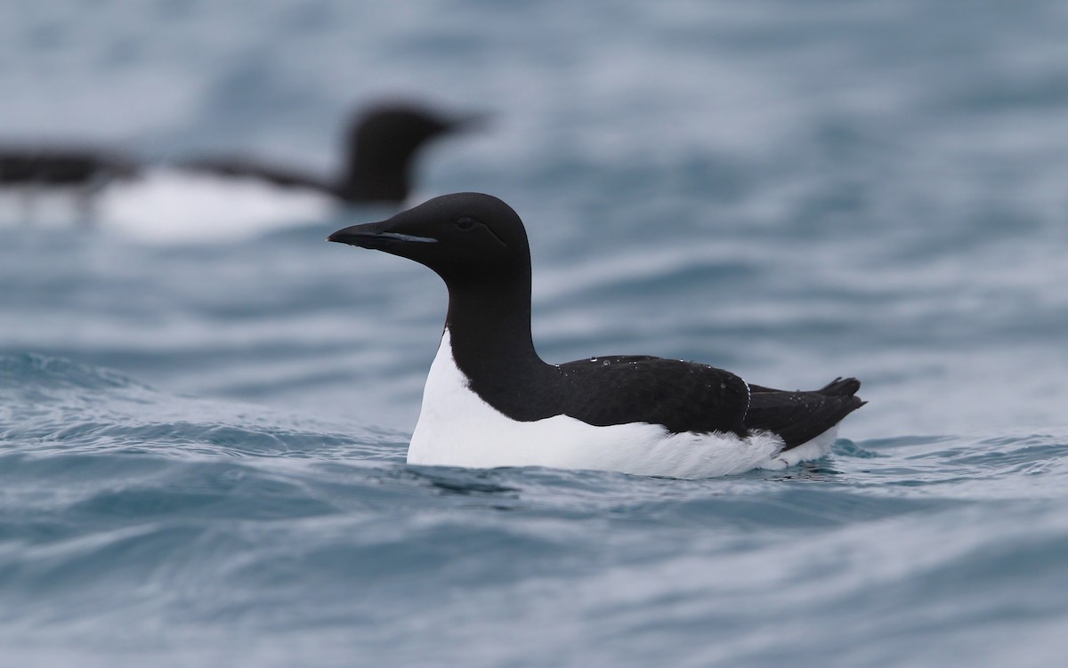 Thick-billed Murre - Christoph Moning