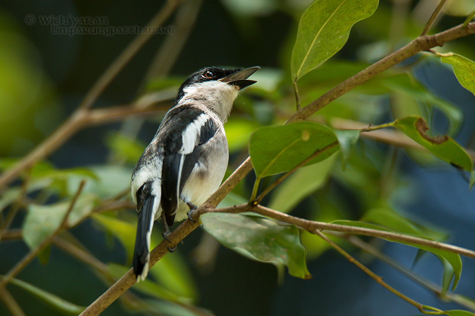 Bar-winged Flycatcher-shrike - Wich’yanan Limparungpatthanakij