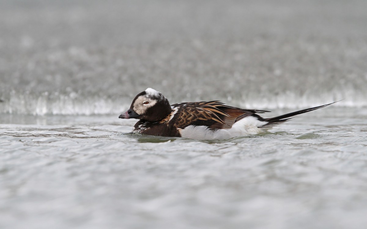 Long-tailed Duck - ML63885521