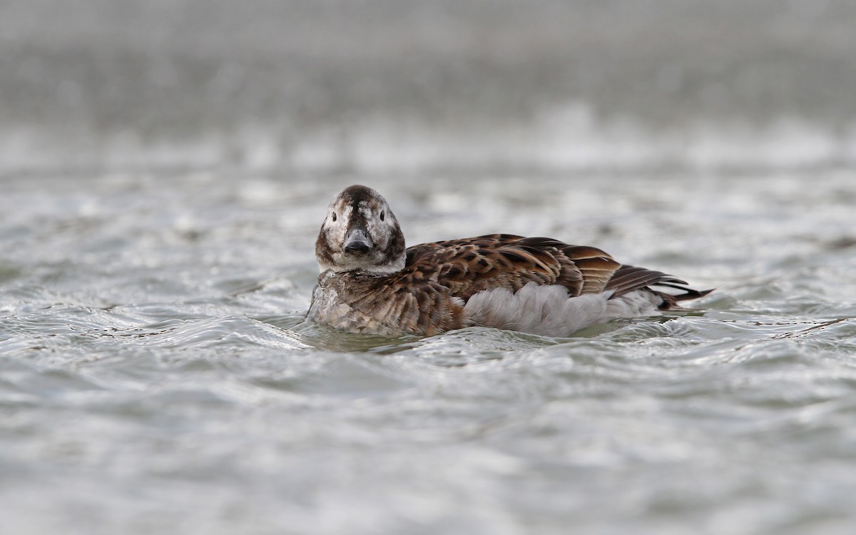 Long-tailed Duck - ML63885531