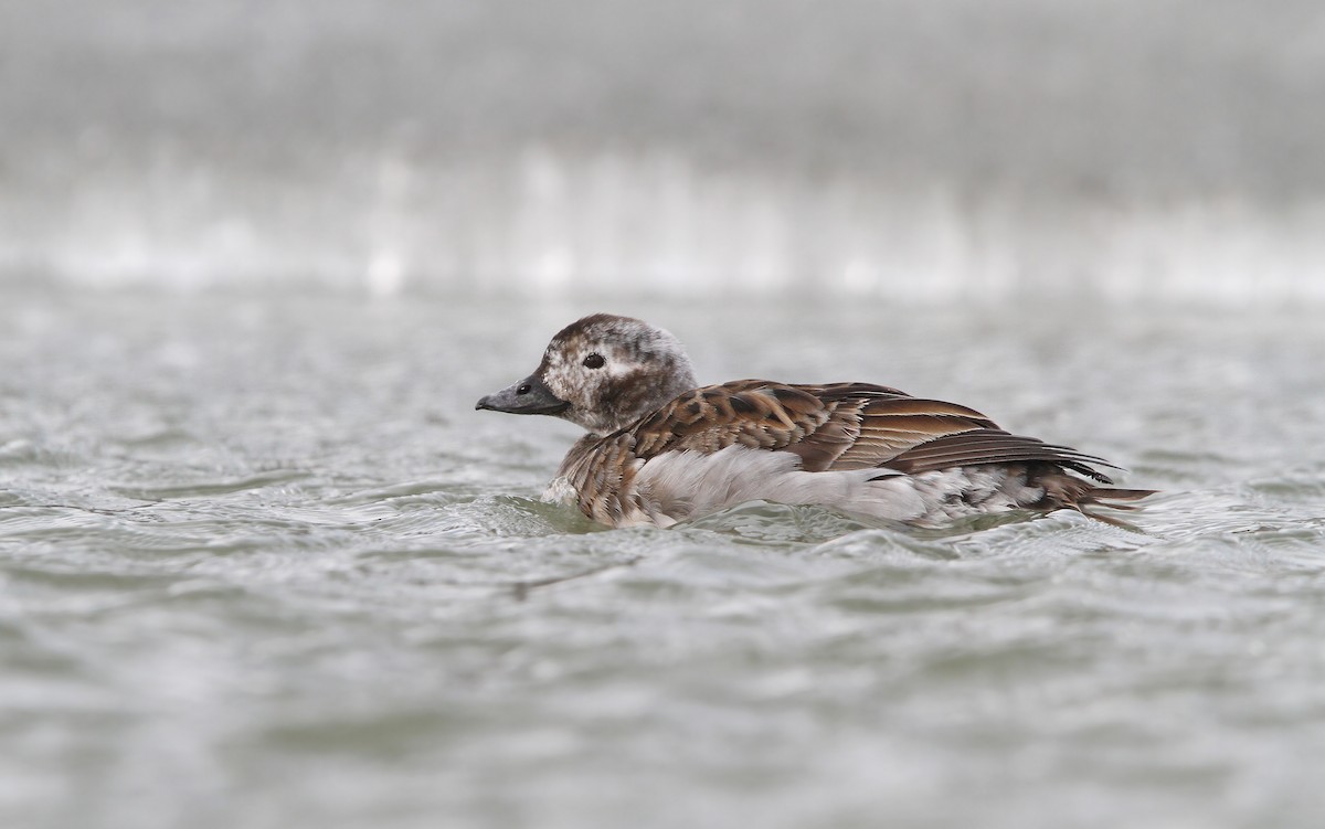 Long-tailed Duck - ML63885551