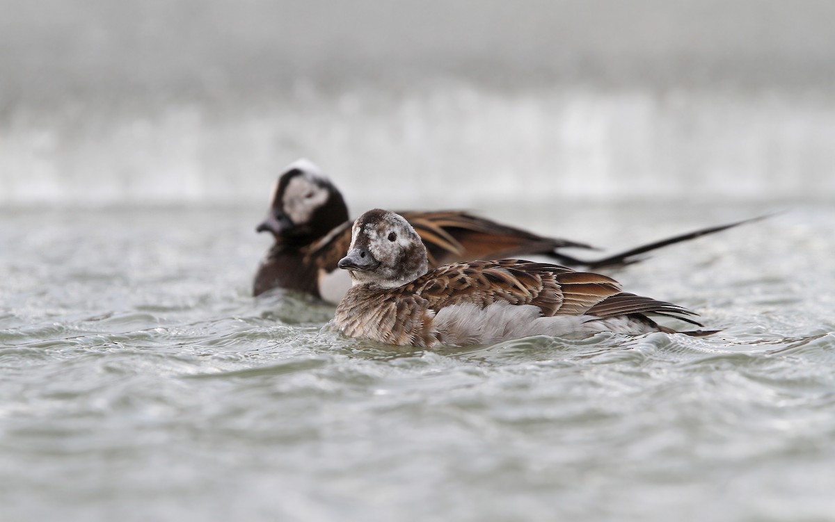 Long-tailed Duck - ML63885561