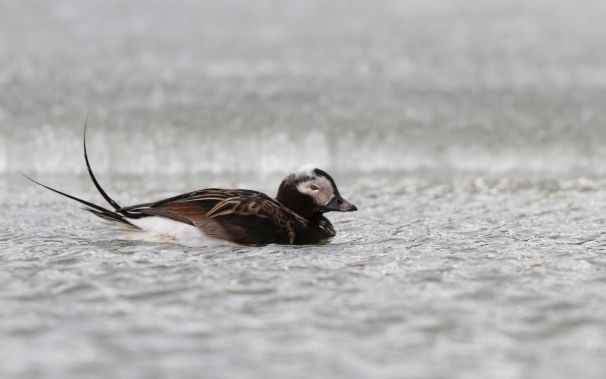 Long-tailed Duck - ML63885571