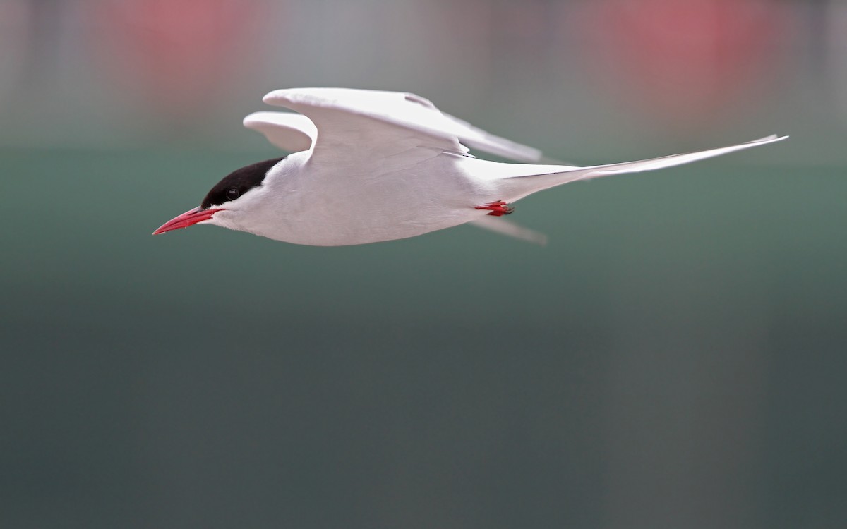 Arctic Tern - Christoph Moning