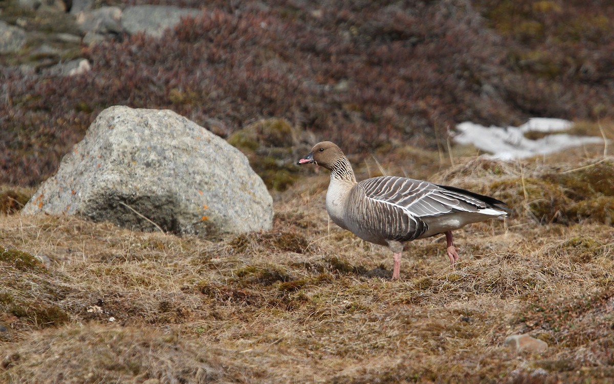 Pink-footed Goose - ML63888591