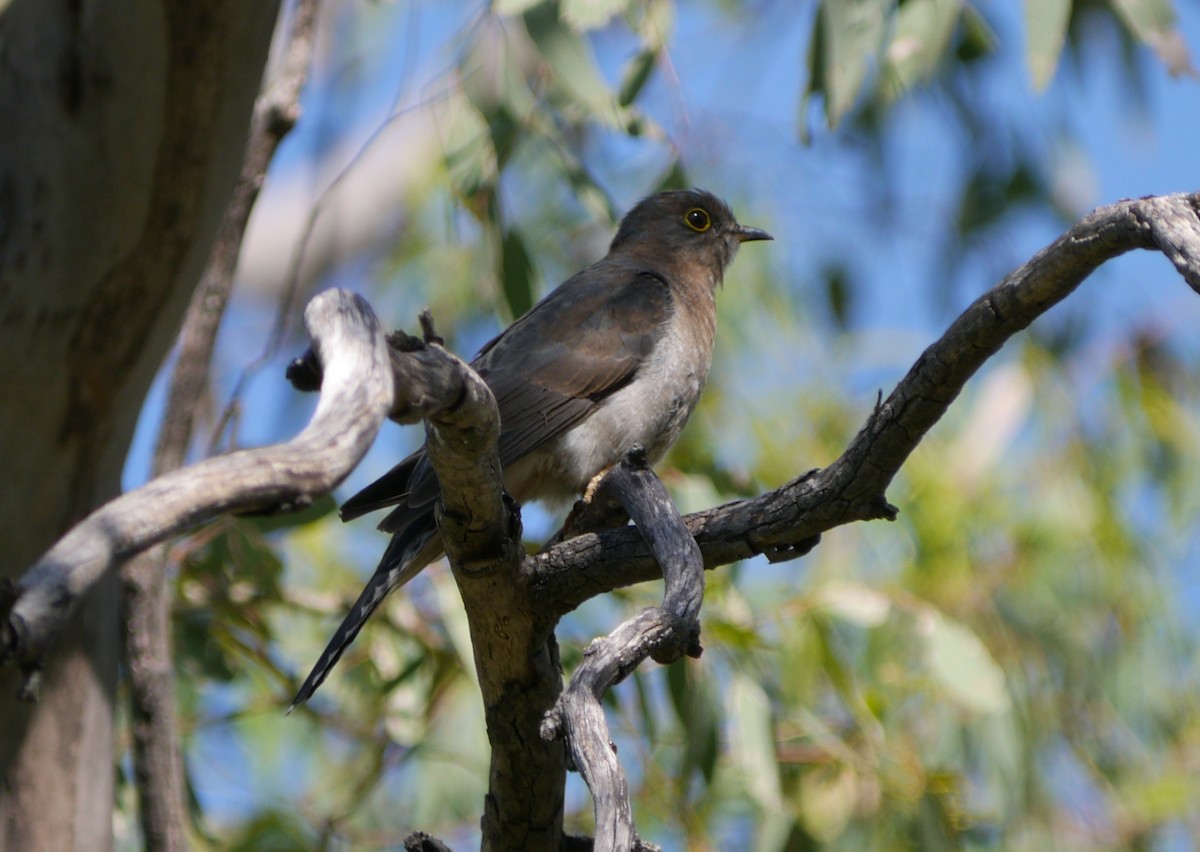 Fan-tailed Cuckoo - Frank Coman