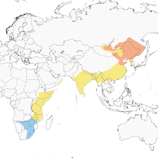 Distribution of the Amur Falcon - Range Map
