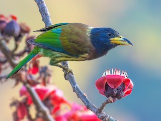  - Great Barbet