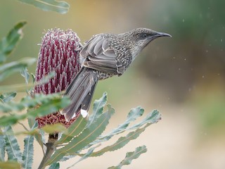  - Little Wattlebird