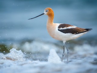  - American Avocet