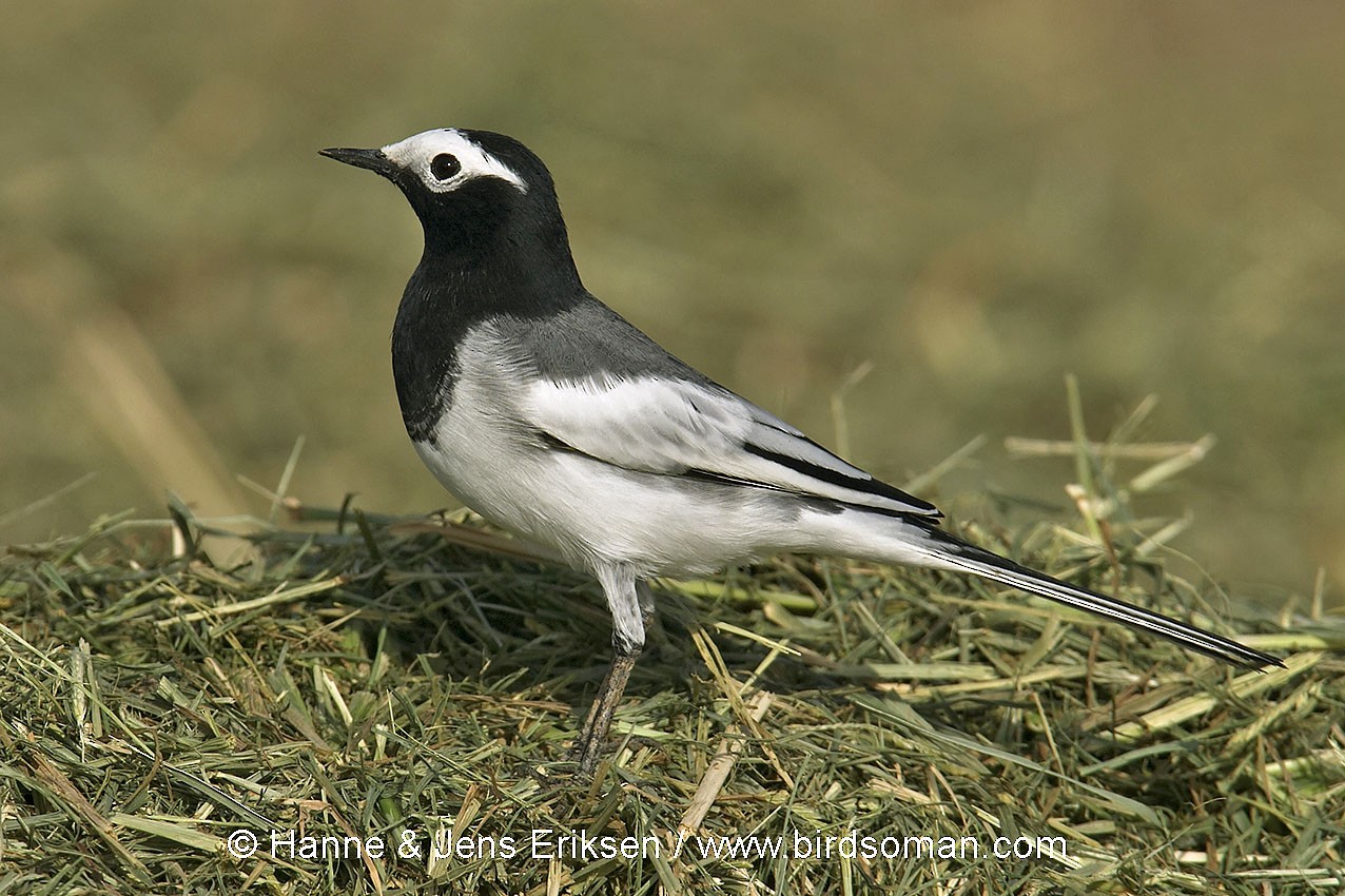 ハクセキレイ 亜種メンガタハクセキレイ Ebird