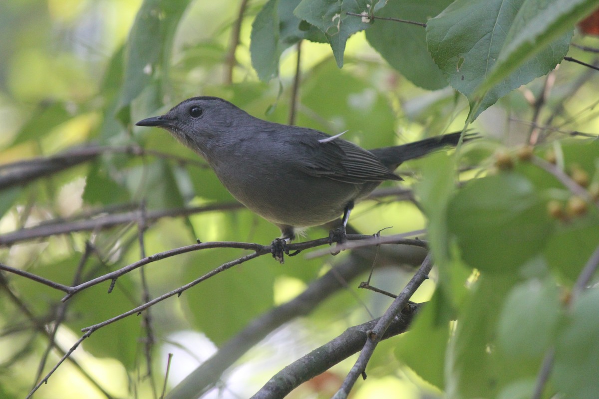 Gray Catbird - benny albro