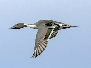  - Northern Pintail