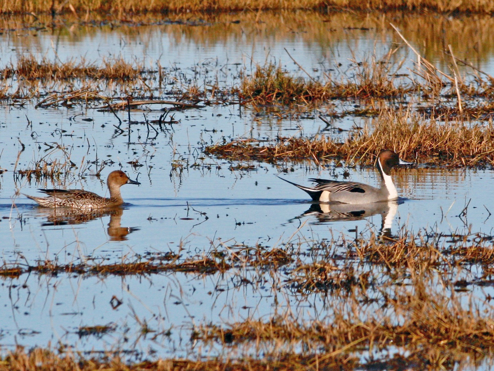 Northern Pintail - Oscar Johnson