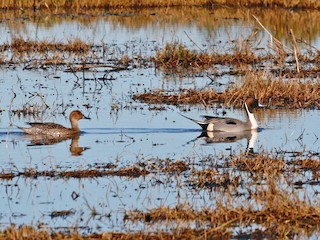  - Northern Pintail