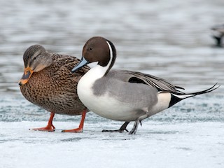  - Northern Pintail