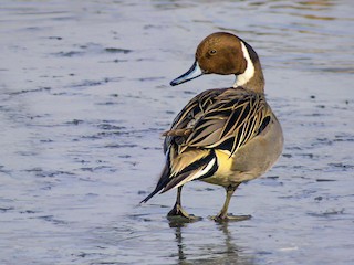  - Northern Pintail