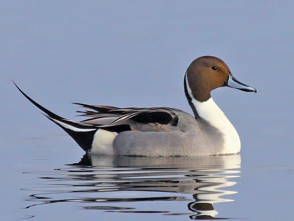 Northern Pintail - eBird