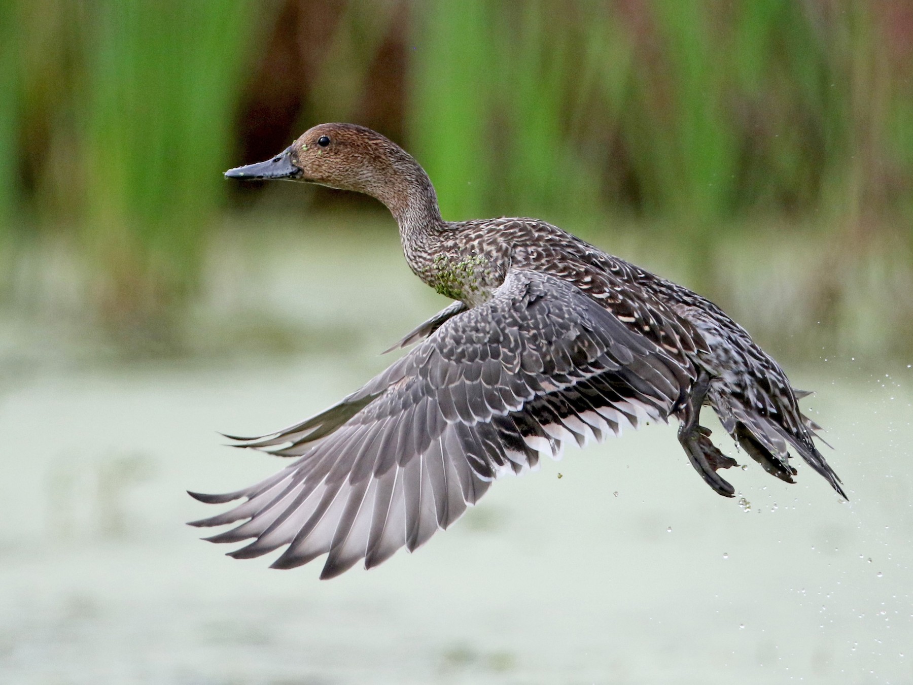 Northern Pintail - Jay McGowan