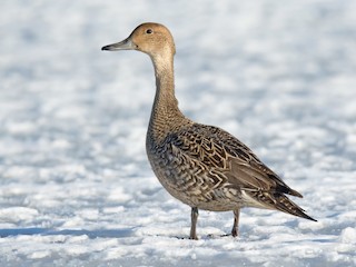  - Northern Pintail