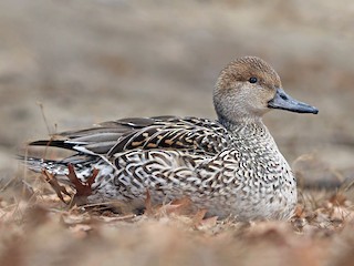  - Northern Pintail