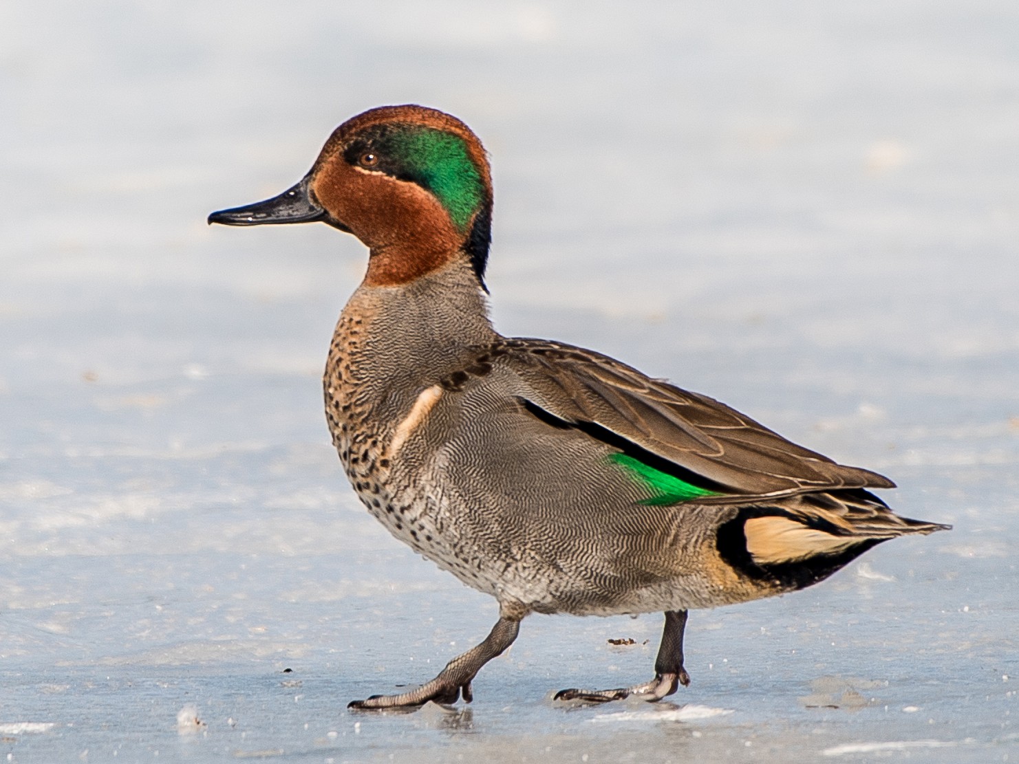 Green-winged Teal - Frank King