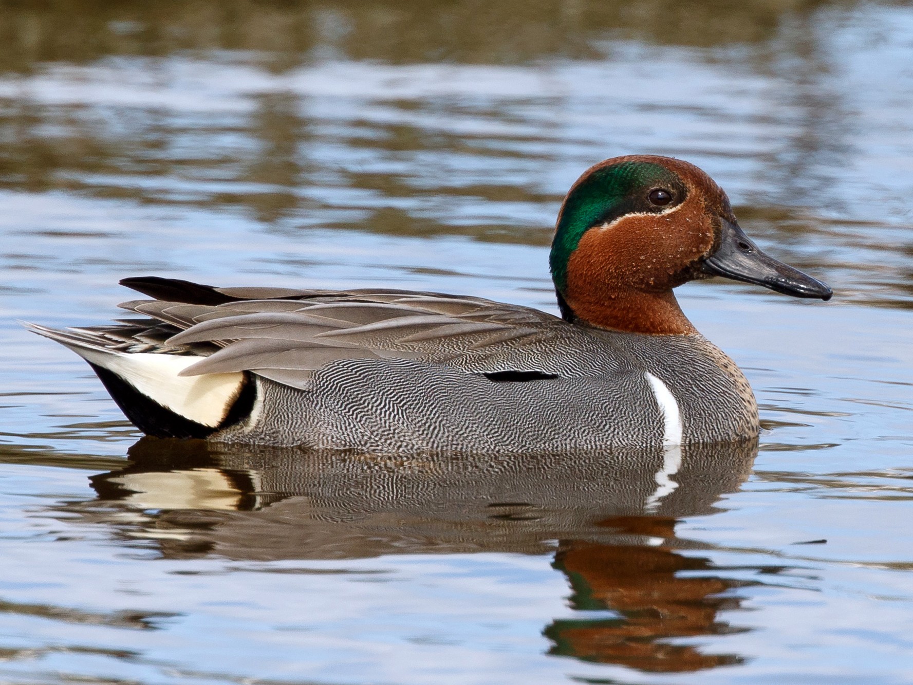 Green-winged Teal - Jeff Stacey