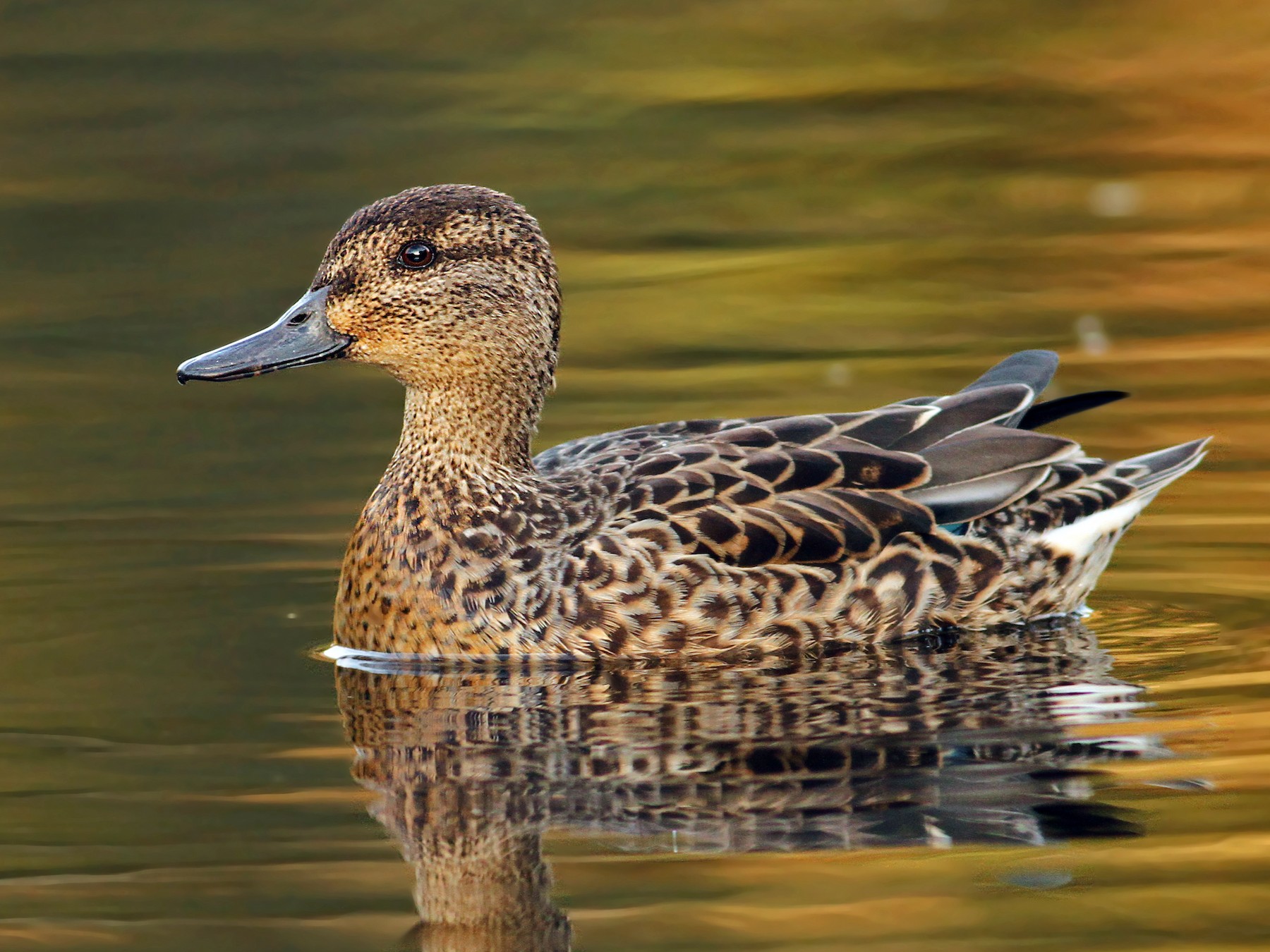 Green-winged Teal - Luke Seitz