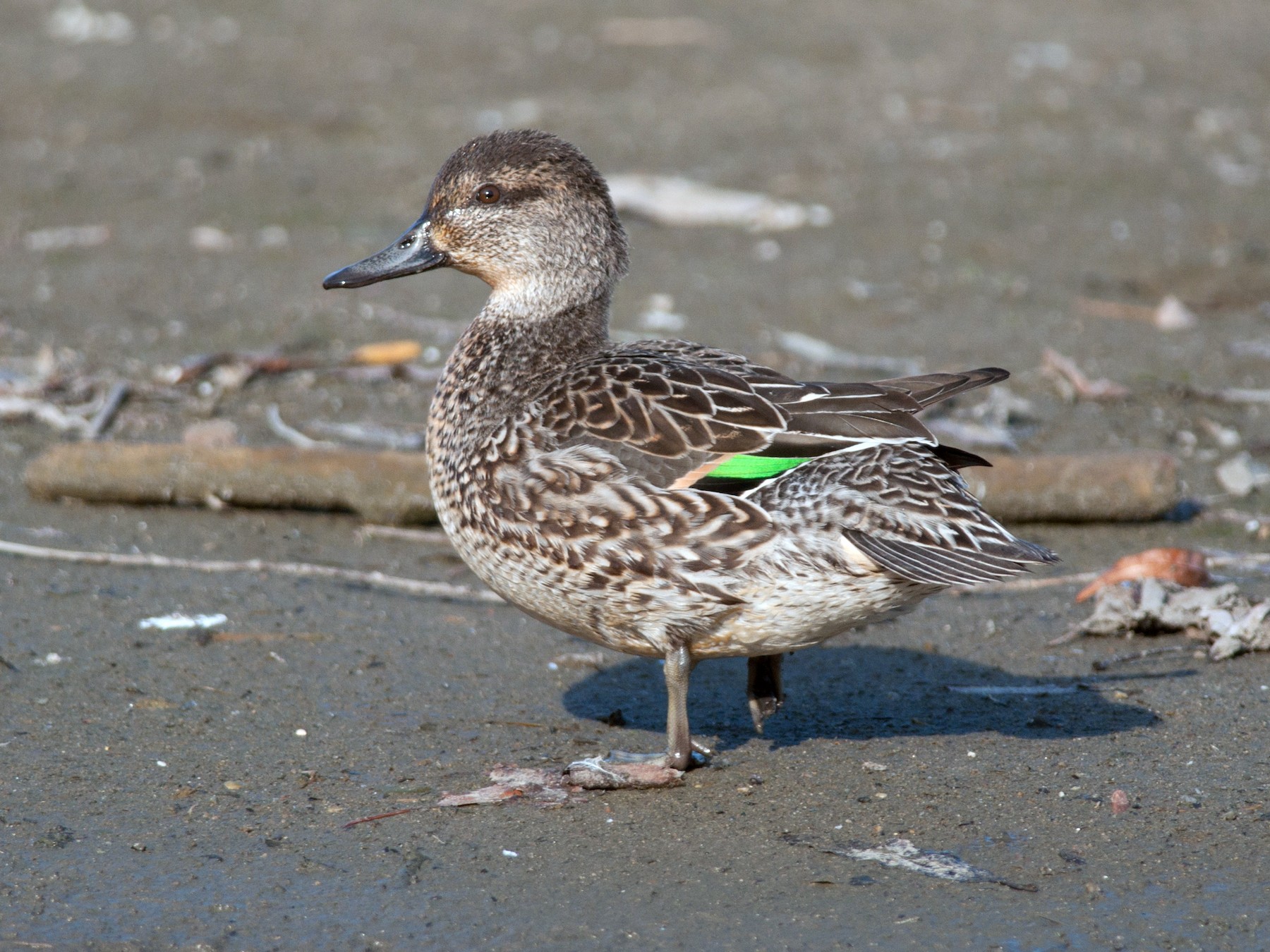 juvenile blue wing teal