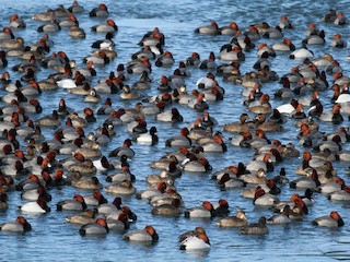 (mit Lesser Scaup, Canvasback, and Ring-necked Duck) - Jay McGowan - ML63894391