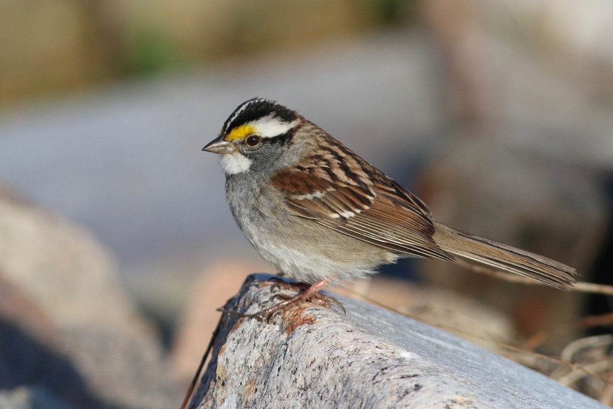White-throated Sparrow - Keenan Yakola