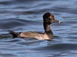 Nonbreeding male - Mark R Johnson - ML63895241