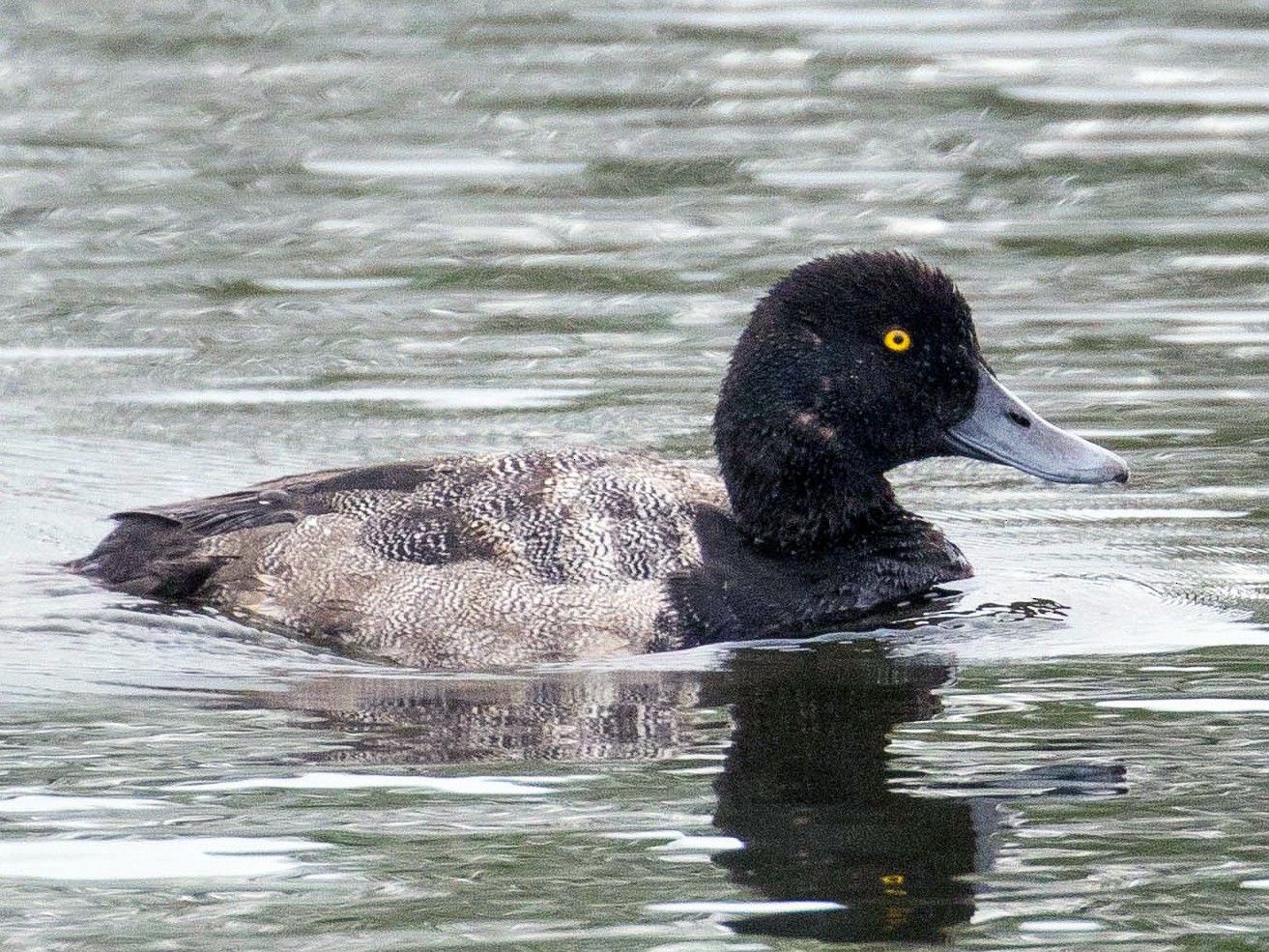 Greater Scaup - John Reynolds