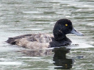  - Greater Scaup