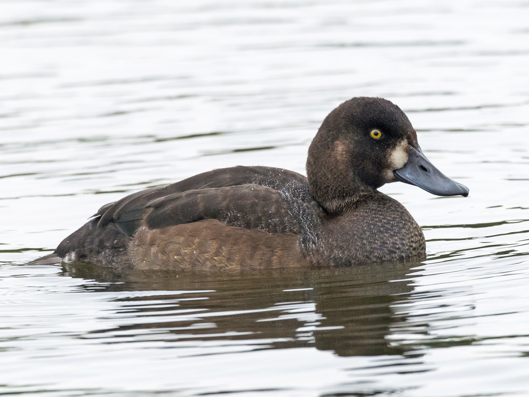 Greater Scaup - Claudia Brasileiro