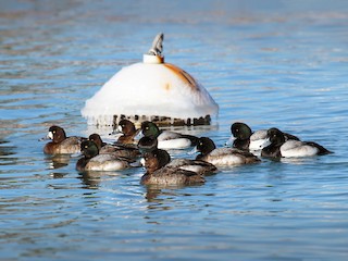  - Greater Scaup