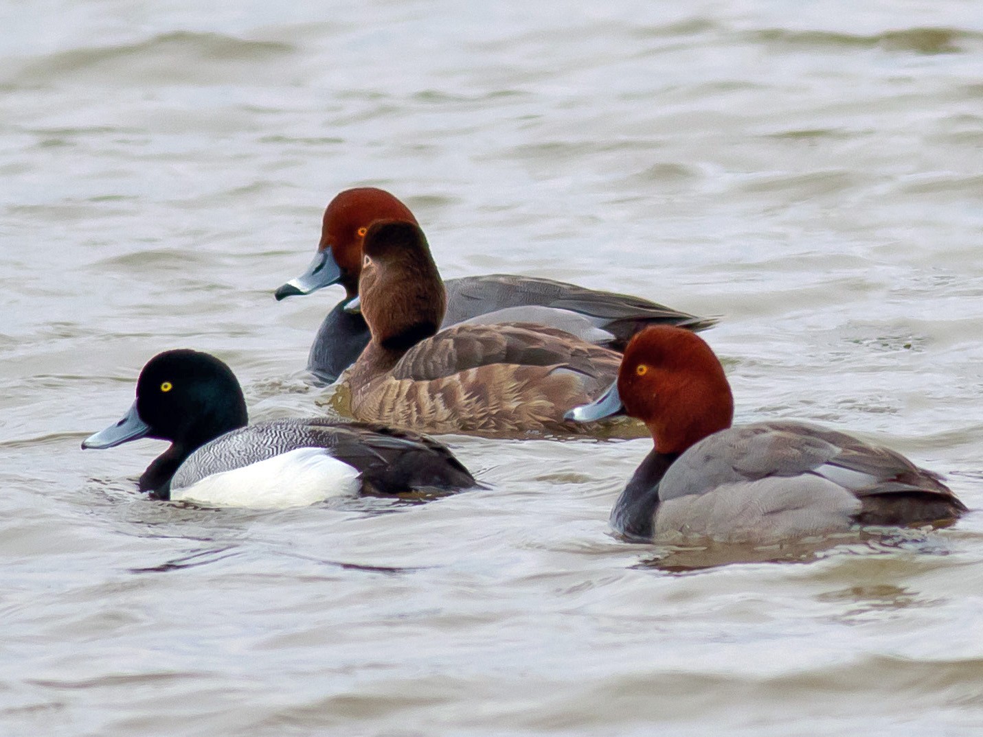 Greater Scaup - andrew aldrich