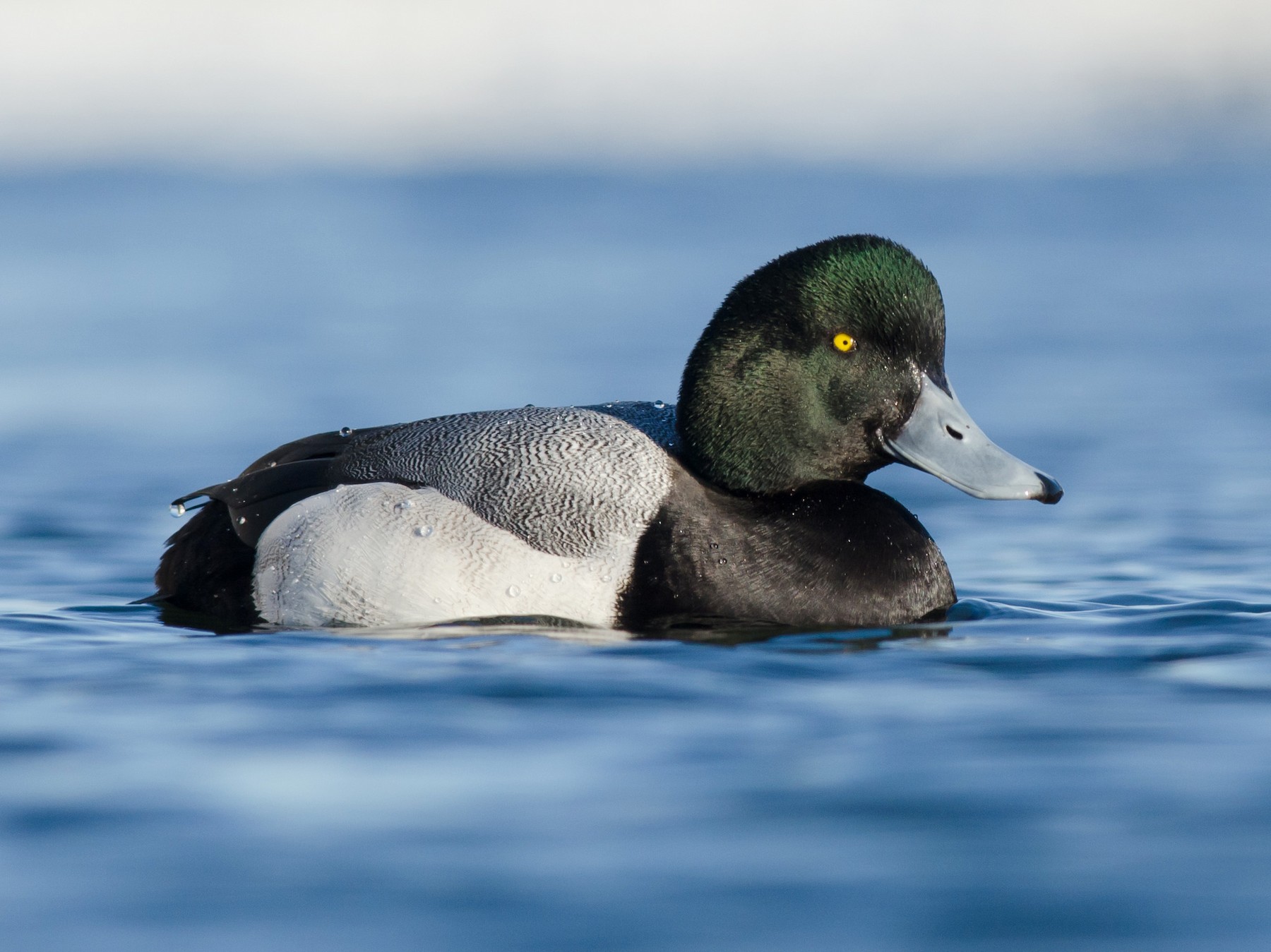 Greater Scaup - Alix d'Entremont