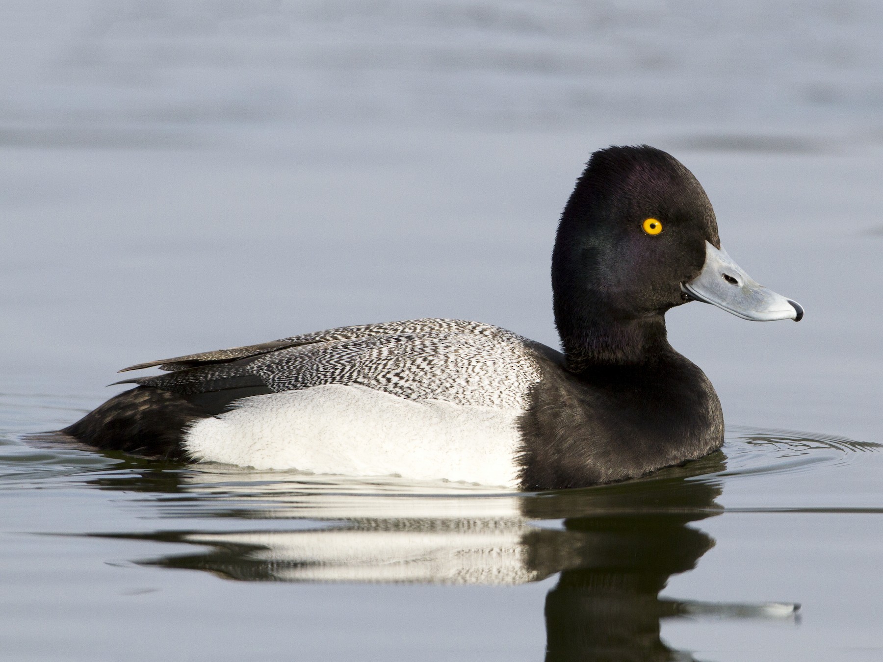 Lesser Scaup - Brian Sullivan