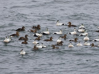  - Common Eider