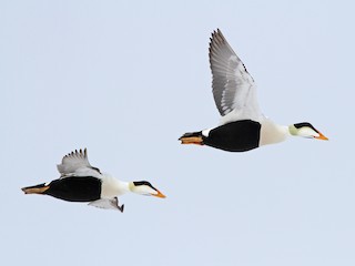 - Common Eider (Pacific)