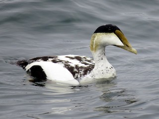  - Common Eider