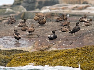  - Common Eider (Dresser's)