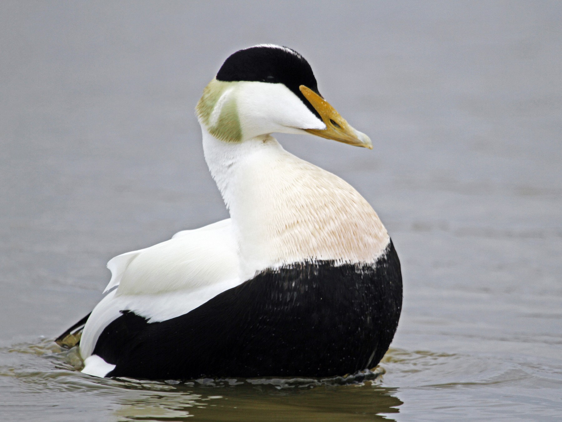 Common Eider - eBird