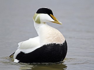  - Common Eider