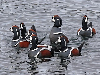  - Harlequin Duck