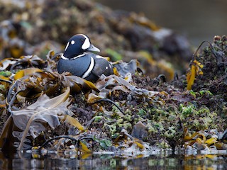  - Harlequin Duck